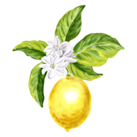 Composition of lemons with leaves. Summer citrus isolated. Watercolor hand drawn illustration of healthy eating. Template for invitations and card, printing on packaging, sticker, embroidery, textile. png