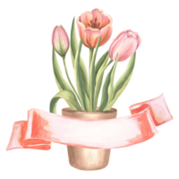 Tulips bouquet in flower pot with silk ribbon banner. Isolated hand drawn watercolor illustration. Blossom spring garden flower. Drawing template for card of Mothers day, 8 March, Easter, embroidery png