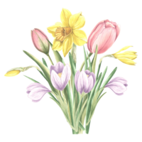 Tulips pink, yellow daffodils and violet crocuses flowers bouquet with silk ribbon. Isolated hand drawn watercolor illustration. Blossom of spring garden flower. Template for card, embroidery, sticker png