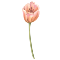 Watercolor tulip flower. Isolated hand drawn illustration spring gardens flower. Floral botanical drawing template for card for Mothers day, 8 March, wedding, package, textile, embroidery png