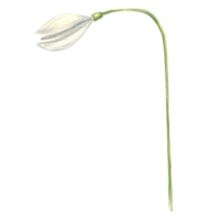 Watercolor white snowdrops flower. Isolated hand drawn illustration spring blossom. Floral botanical template for postcard, packaging and tableware, textile and sticker, embroidery. png