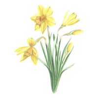 Bouquet of yellow daffodils. Isolated hand drawn watercolor illustration garden spring narcissus flower. Floral drawing template for card of Mothers day, 8 March, Easter, wedding, textile, embroidery png