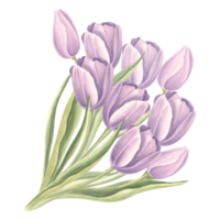 Bouquet of tulips flowers with leaves. Isolated hand drawn watercolor illustration garden spring flower. Floral drawing template for card of Mothers day, 8 March, Easter, wedding, textile, embroidery png