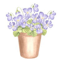 Violet with leaves in clay flower pot, watercolor illustration. Isolated hand drawn wildflowers, pansy, Viola, bouquet. Botanical drawing template for cards, packaging, tableware, textile, embroidery. png