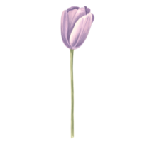 aguarela tulipa flor. isolado mão desenhado ilustração Primavera jardins flor. floral botânico desenhando modelo para cartão para mães dia, 8 marchar, casamento, pacote, têxtil, bordado png