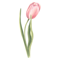 Watercolor tulip flower with leaves. Isolated hand drawn illustration spring gardens flower. Floral botanical drawing template for card for Mothers day, 8 March, wedding, package, textile, embroidery png