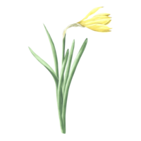 Watercolor daffodil yellow flower. Isolated hand drawn illustration garden spring narcissus. Floral botanical drawing template for card for Mothers day, 8 March, wedding, package, textile, embroidery. png