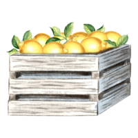 Yellow lemons with green leaves in wooden boxes. Template watercolor citrus.  Hand drawn isolated illustration for design, decorating cards, packaging and textile,  making stickers, embroidery schemes png