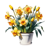 AI generated Large bush of yellow daffodils in a clay pot isolated on PNG background.