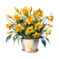 AI generated Large bush of yellow daffodils in a clay pot isolated on PNG background.