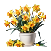 AI generated Large bush of yellow daffodils in a clay pot isolated on PNG background.