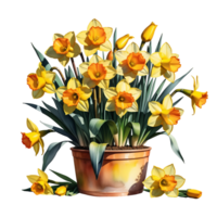 AI generated Large bush of yellow daffodils in a clay pot isolated on PNG background.