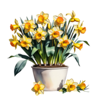 AI generated Large bush of yellow daffodils in a clay pot isolated on PNG background.