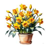AI generated Large bush of yellow daffodils in a clay pot isolated on PNG background.