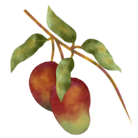 aquarelle mangue des fruits png