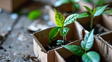 ai generado un ecológico concepto con creciente verde hojas, joven verde dispara en biodegradable turba musgo ollas. ecológico, cero desperdiciar, el plastico gratis, sostenible estilo de vida, renovable. bokeh foto