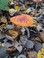 Bright orange fly agaric against a background of fallen leaves. Photo. photo