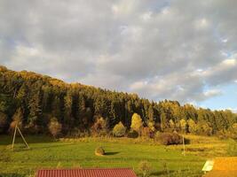 Coniferous autumn forest in the rays of a warm sunset. Photo. photo