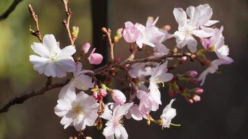 Blooming Spring Flower photo