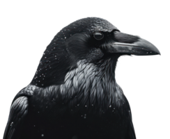 AI generated a black crow in silhouette isolated png