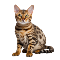 ai genererad söt bengal de katt isolerat png