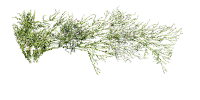 beautiful ivy green and flower png