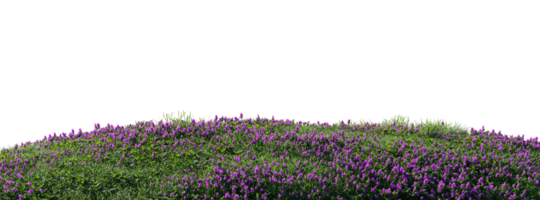 Close up flowers, green or dry grass isolated on transparent background. Realistic natural element for design. Bright 3d illustration png