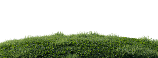 Close up flowers, green or dry grass isolated on transparent background. Realistic natural element for design. Bright 3d illustration png