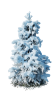 Christmas tree isolated on transparent background png
