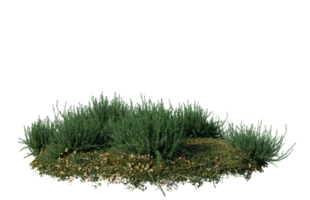 il giro superficie di piccolo pianta foresta toppa coperto con fiori, verde o asciutto erba isolato su trasparente sfondo. realistico naturale elemento per design. luminosa 3d png