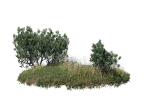 Round surface of Small Plant forest patch covered with flowers, green or dry grass isolated on transparent background. Realistic natural element for design. Bright 3d png