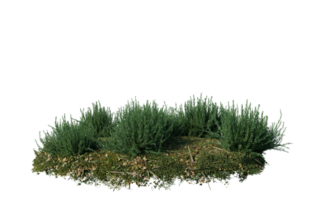 Round surface of Small Plant forest patch covered with flowers, green or dry grass isolated on transparent background. Realistic natural element for design. Bright 3d png