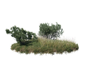 Round surface of Small Plant forest patch covered with flowers, green or dry grass isolated on transparent background. Realistic natural element for design. Bright 3d png