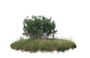 Round surface of Small Plant forest patch covered with flowers, green or dry grass isolated on transparent background. Realistic natural element for design. Bright 3d png