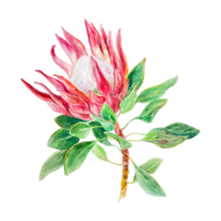 Protea watercolor, blooming. Hand drawn illustration of a pink flower. Design element for cards, wedding invitations, labels, covers. png