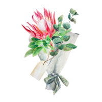 Protea watercolor. Hand drawn pink flower with eucalyptus branches. Design element for cards, wedding invitations, labels, covers, tags, packaging. png