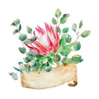 Protea watercolor. Hand drawn bouquet of pink protea and eucalyptus with banner for text. Design element for cards, packaging, covers, invitations, labels. png