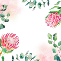 Protea Aquarell rahmen, Quadrat. Hand gezeichnet Rosa Blumen, Eukalyptus Geäst und Flecken. Design Element zum Karten, Hochzeit Einladungen, Etiketten, Abdeckungen. png