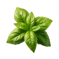 AI generated Basil herb leaves isolated on transparent background png