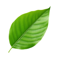 AI generated Green leaf isolated on transparent background png