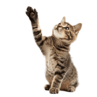 AI generated Cute Cat Reaching Up with Paw on Transparent Background png