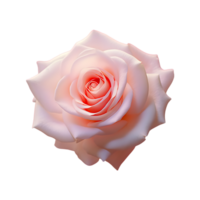 AI generated pink rose on transparent background png