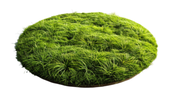 AI generated Circle grass isolated on a transparent background png