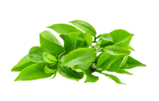 Sweet basil isolated on alpha layer png