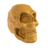 a 3d model of a human skull png