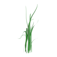 herbe sur une transparent arrière-plan, vert herbe png