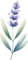 AI generated Parent and Baby Lavender watercolor Illustration, A digital drawing of a large lavender plant with smaller blooms, conveying growth and familial bonds. png