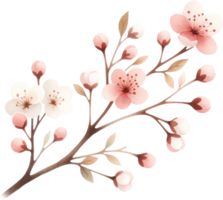 AI generated Watercolor Cherry Blossom Branch Illustration, A watercolor painting of a cherry blossom branch with blooming flowers and buds against a black background. png