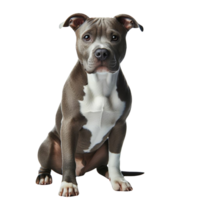 AI generated Elegant American Pit Bull Terrier Enjoying Quality Time Outdoors png