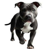 AI generated Adorable Puppy on Transparent Background png